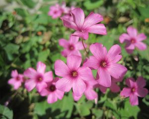 Preview wallpaper oxalis, petals, flowers, pink