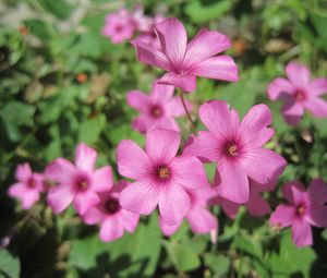 Preview wallpaper oxalis, petals, flowers, pink