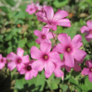 Preview wallpaper oxalis, petals, flowers, pink