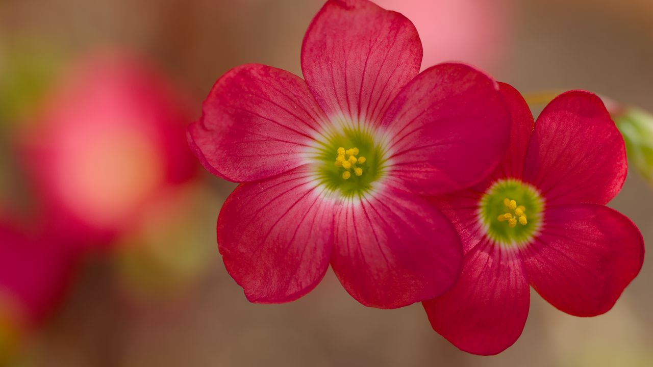 Wallpaper oxalis, petals, flowers, plants, red, macro