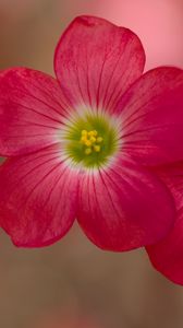 Preview wallpaper oxalis, petals, flowers, plants, red, macro