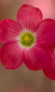 Preview wallpaper oxalis, petals, flowers, plants, red, macro