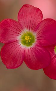 Preview wallpaper oxalis, petals, flowers, plants, red, macro