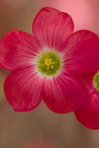 Preview wallpaper oxalis, petals, flowers, plants, red, macro