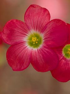 Preview wallpaper oxalis, petals, flowers, plants, red, macro