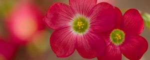 Preview wallpaper oxalis, petals, flowers, plants, red, macro