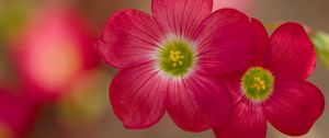 Preview wallpaper oxalis, petals, flowers, plants, red, macro