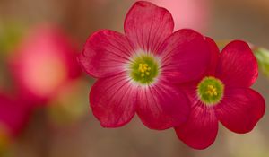 Preview wallpaper oxalis, petals, flowers, plants, red, macro