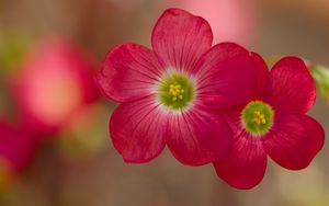Preview wallpaper oxalis, petals, flowers, plants, red, macro