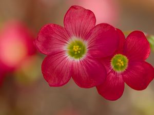 Preview wallpaper oxalis, petals, flowers, plants, red, macro