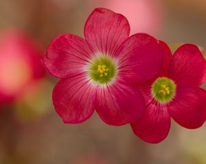 Preview wallpaper oxalis, petals, flowers, plants, red, macro