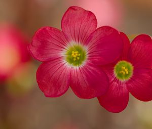 Preview wallpaper oxalis, petals, flowers, plants, red, macro