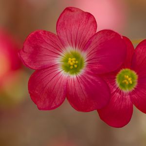 Preview wallpaper oxalis, petals, flowers, plants, red, macro