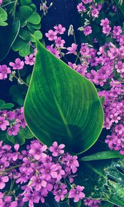 Preview wallpaper oxalis, petals, flowers, leaves, water, drops