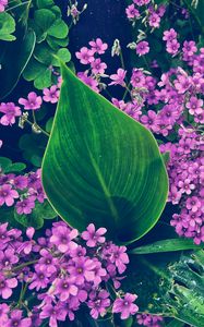 Preview wallpaper oxalis, petals, flowers, leaves, water, drops