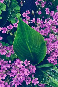 Preview wallpaper oxalis, petals, flowers, leaves, water, drops