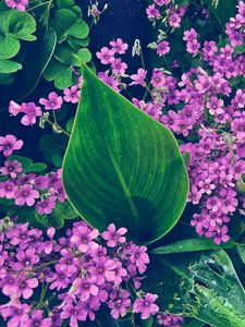 Preview wallpaper oxalis, petals, flowers, leaves, water, drops