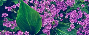 Preview wallpaper oxalis, petals, flowers, leaves, water, drops