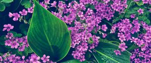 Preview wallpaper oxalis, petals, flowers, leaves, water, drops