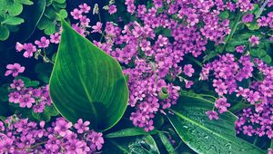 Preview wallpaper oxalis, petals, flowers, leaves, water, drops