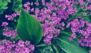 Preview wallpaper oxalis, petals, flowers, leaves, water, drops