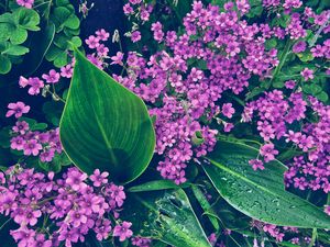 Preview wallpaper oxalis, petals, flowers, leaves, water, drops