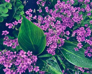 Preview wallpaper oxalis, petals, flowers, leaves, water, drops