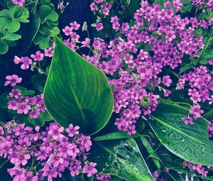 Preview wallpaper oxalis, petals, flowers, leaves, water, drops