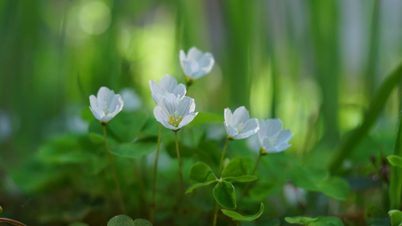 Wallpaper oxalis, petals, flowers, leaves, blur