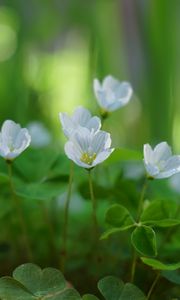 Preview wallpaper oxalis, petals, flowers, leaves, blur