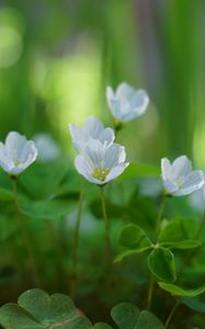 Preview wallpaper oxalis, petals, flowers, leaves, blur