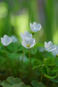 Preview wallpaper oxalis, petals, flowers, leaves, blur