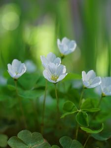 Preview wallpaper oxalis, petals, flowers, leaves, blur