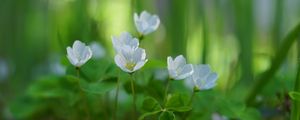 Preview wallpaper oxalis, petals, flowers, leaves, blur