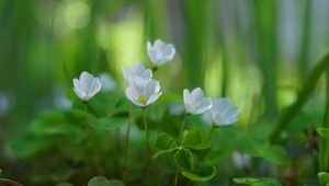 Preview wallpaper oxalis, petals, flowers, leaves, blur