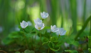 Preview wallpaper oxalis, petals, flowers, leaves, blur