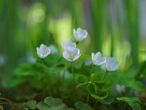 Preview wallpaper oxalis, petals, flowers, leaves, blur