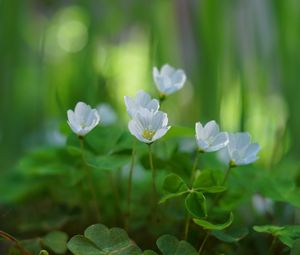 Preview wallpaper oxalis, petals, flowers, leaves, blur