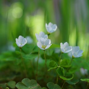 Preview wallpaper oxalis, petals, flowers, leaves, blur