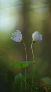 Preview wallpaper oxalis, petals, flowers, blur