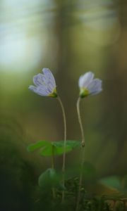 Preview wallpaper oxalis, petals, flowers, blur