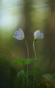 Preview wallpaper oxalis, petals, flowers, blur