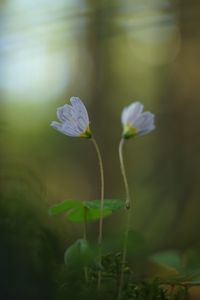 Preview wallpaper oxalis, petals, flowers, blur