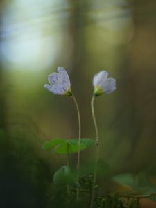 Preview wallpaper oxalis, petals, flowers, blur