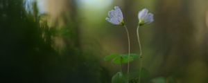 Preview wallpaper oxalis, petals, flowers, blur