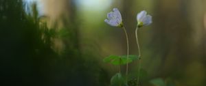 Preview wallpaper oxalis, petals, flowers, blur