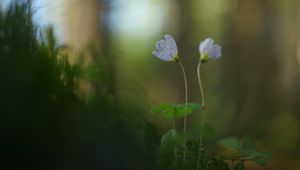 Preview wallpaper oxalis, petals, flowers, blur