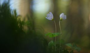 Preview wallpaper oxalis, petals, flowers, blur