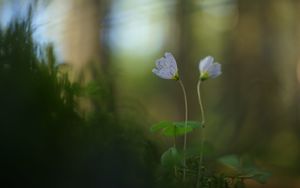 Preview wallpaper oxalis, petals, flowers, blur