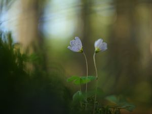 Preview wallpaper oxalis, petals, flowers, blur